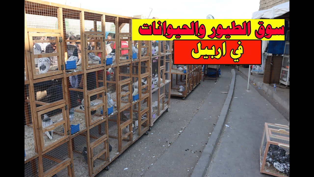 سوق الطيور والحيوانات يوم الجمعة في اربيل ميدان سيداوه سوق الغزل اربيل 7/1/2022