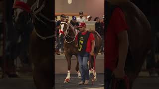 Visa, AQHA Stallion
