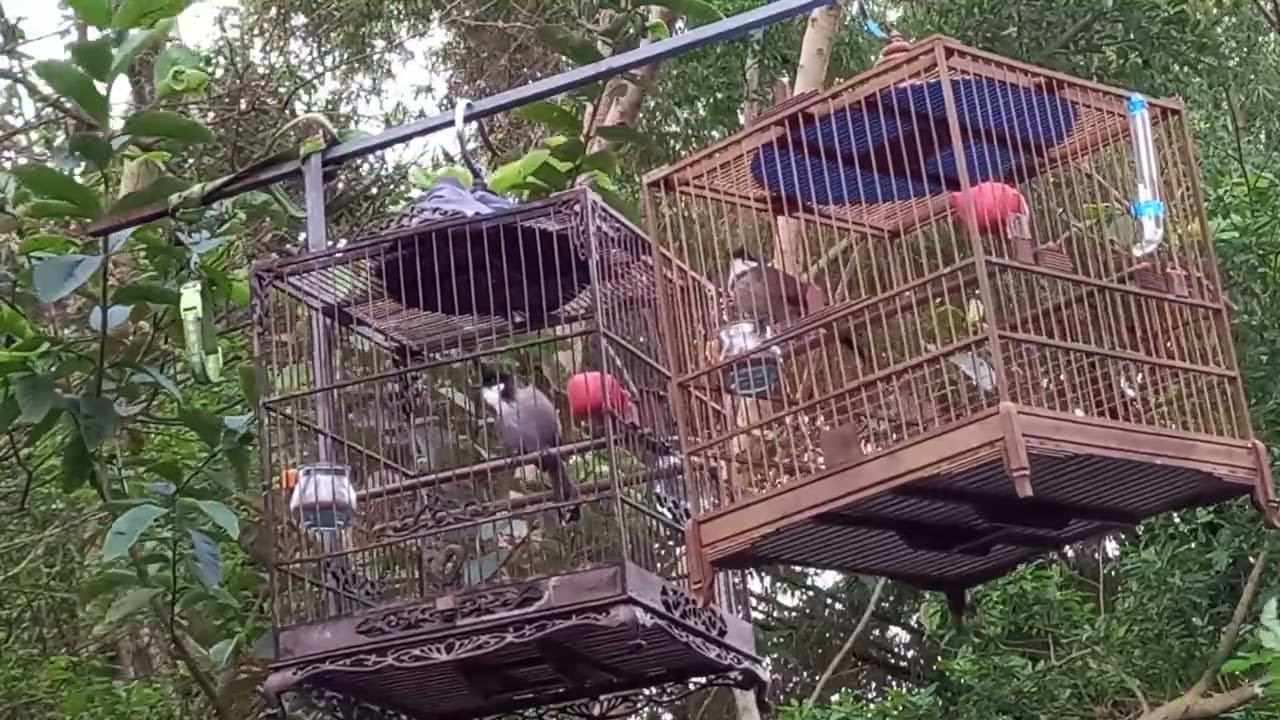 Chào mào hót buổi sáng sớm 