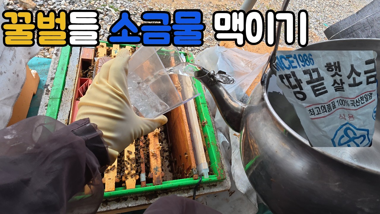 본격 벌들한테 물 주는 영상 근데 이제 소금을 곁들인....