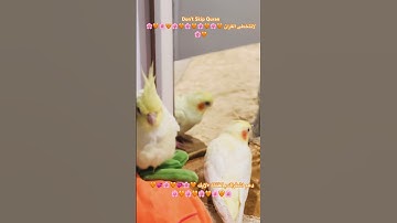 تلاوه خاشعه من الذكر الحكيم #parrot #parrotparrot #foryou #اكسبلور #cutebird #birds #cuteparrot