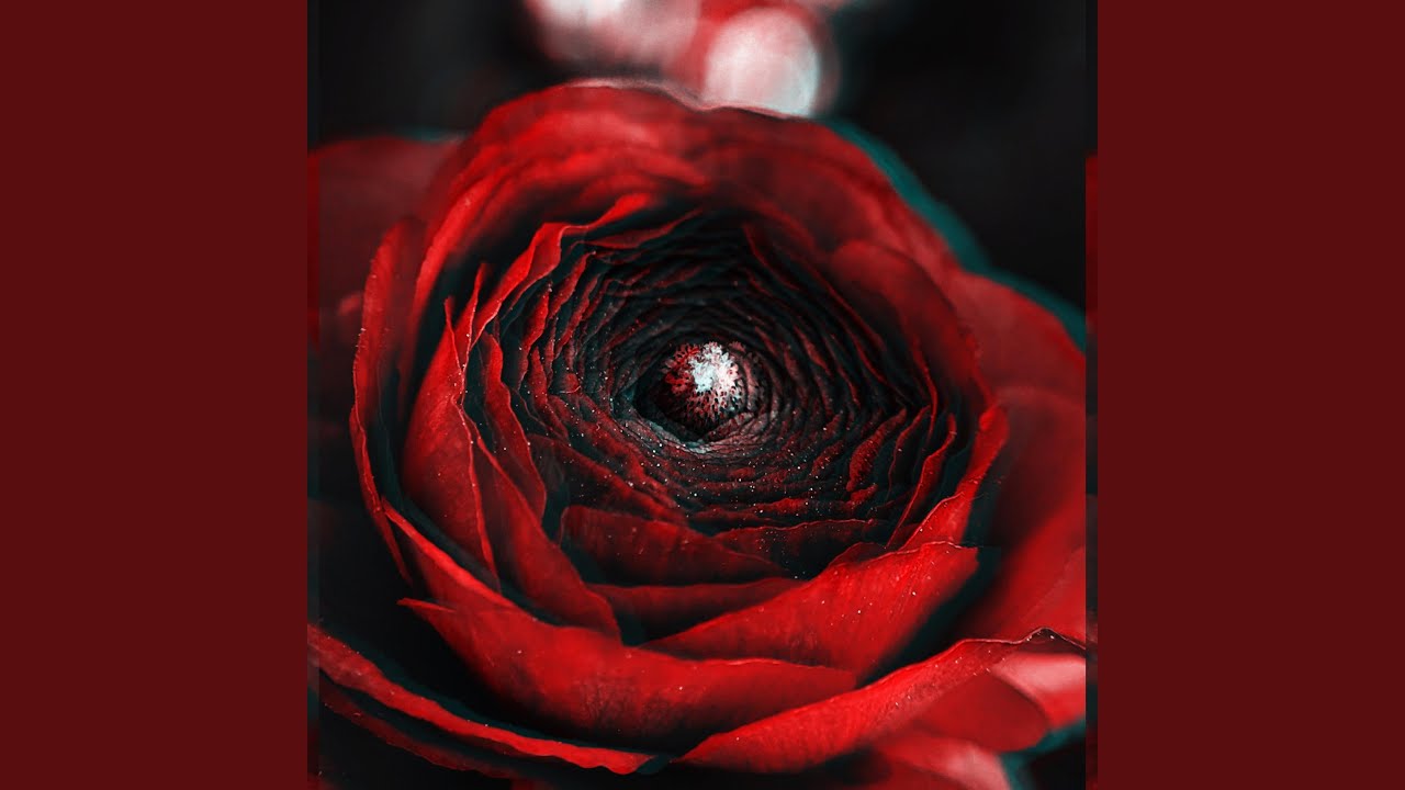 dead flowers grow in the snow