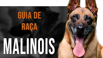 Como identificar um pastor belga malinois original?