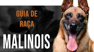 BELGIAN SHEPHERD MALINOIS  All about the breed