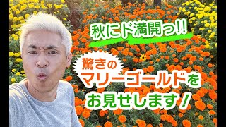 秋にド満開っ！驚きのマリーゴールドをお見せします！