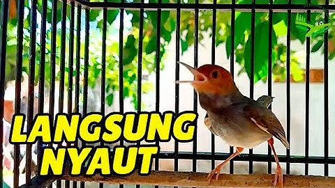 JOSS !!! MASTERAN PRENJAK KEPALA MERAH GACOR SUARA NGALUN ENAK COCOK UNTUK PIKAT/PANCINGAN