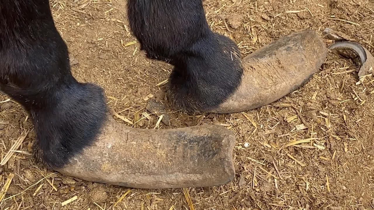野马痛苦嘶鸣！蹄子高跟瘦又拐，一刀错剪见红，人累马乏太难修！【农村张卜】 YouTube
