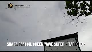 Kombinasi GREEN WAVE SUPER & TARIK TOP Testimoni Suara Walet Original BAN