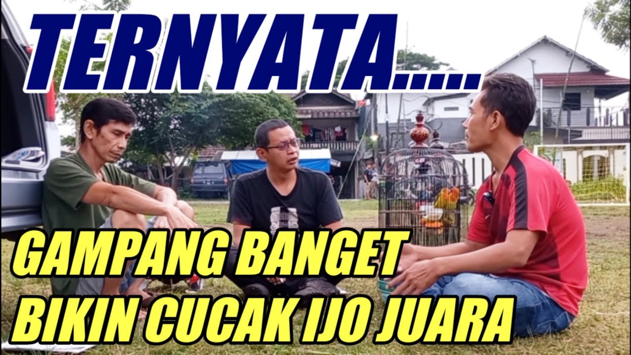 KUNCINYA KROTO‼️ Cara Mudah Menyeting Cucak Ijo Bisa Juara Lomba || Buktikan Sensasi Juaranya