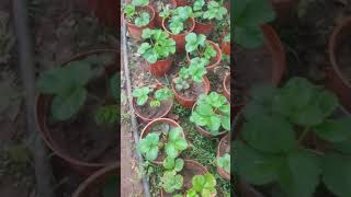 Kilimo Cha Organic Strawberry Katika Makopo Morogoro Tanzania (Day 65)