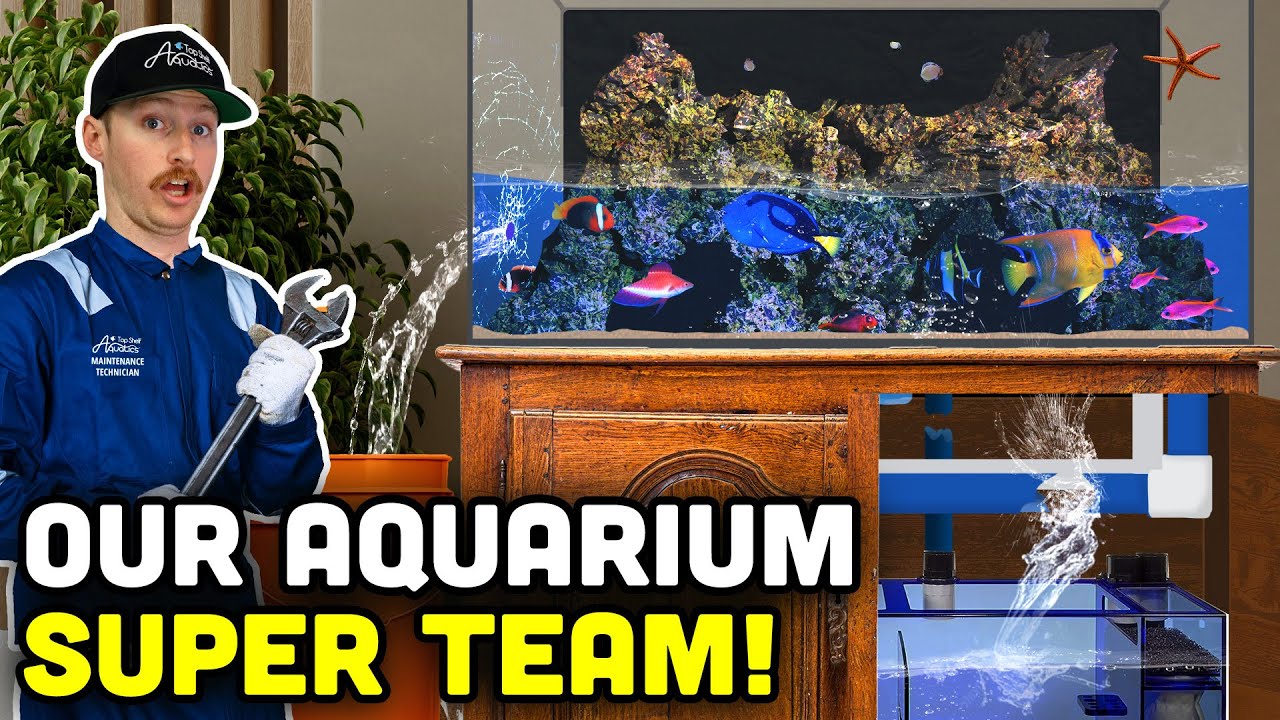 Day in the Life at Top Shelf: Aquarium Maintenance!