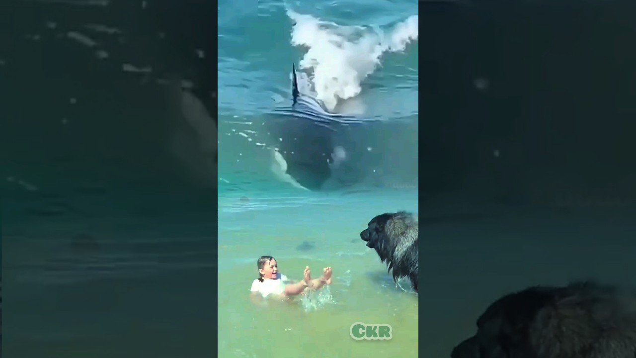 Dog trying to save the baby from shark 🦈 