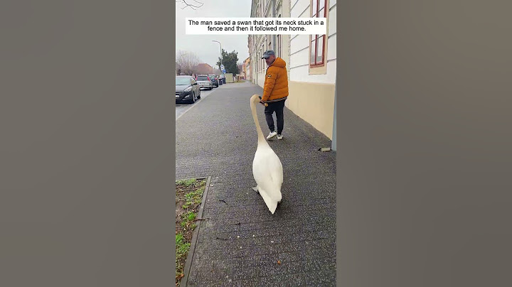 The man saved a swan that got its neck stuck in a fence and then it followed me home.