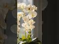 The Swan Orchid: Nature’s Most Elegant Flower