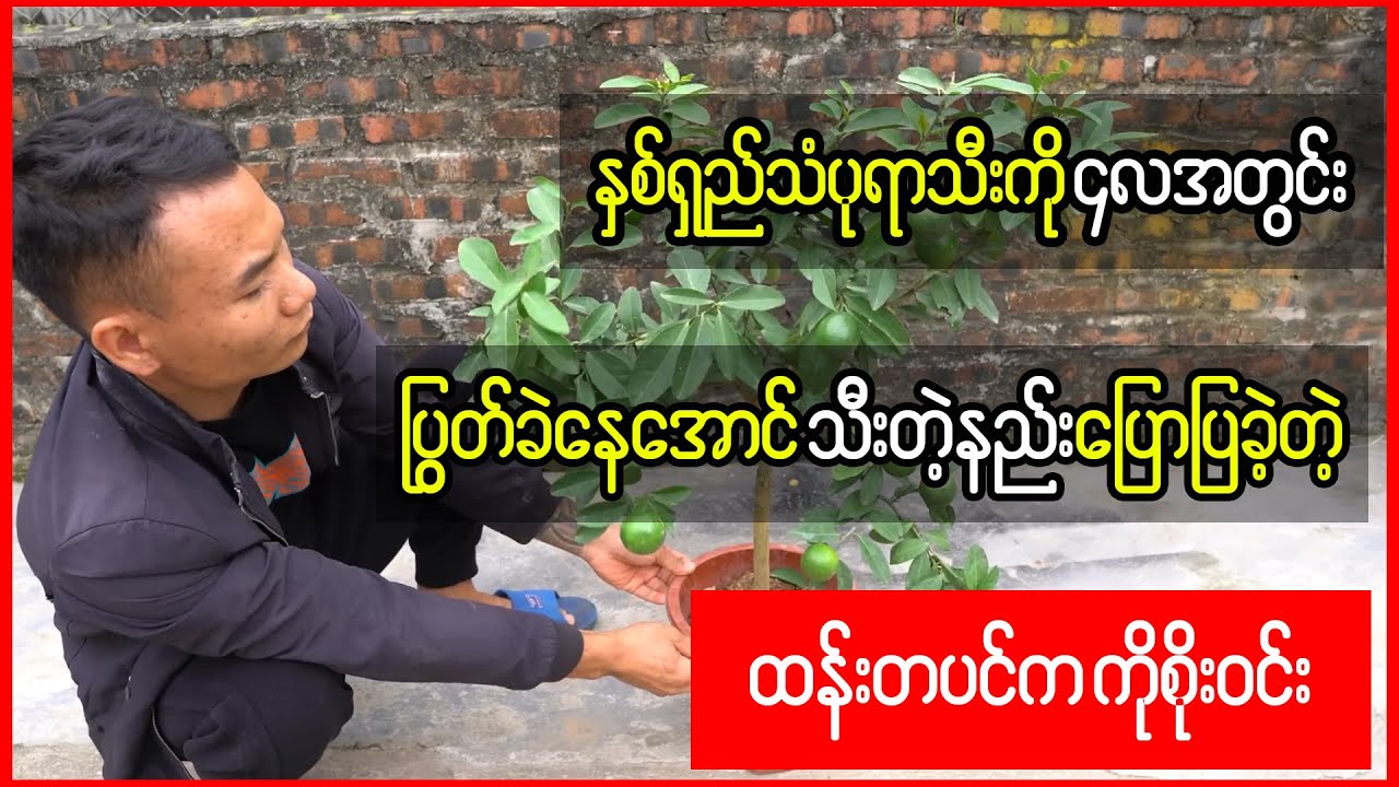 နှစ်ရှည်သံပုရာကို ၄လအတွင်းပြွတ်ခဲနေအောင်သီးတဲ့နည်း ပြောပြတဲ့ထန်းတပင်က ကိုစိုးဝင်း