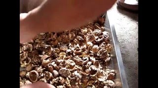 walnut cracker, walnut shelling machine