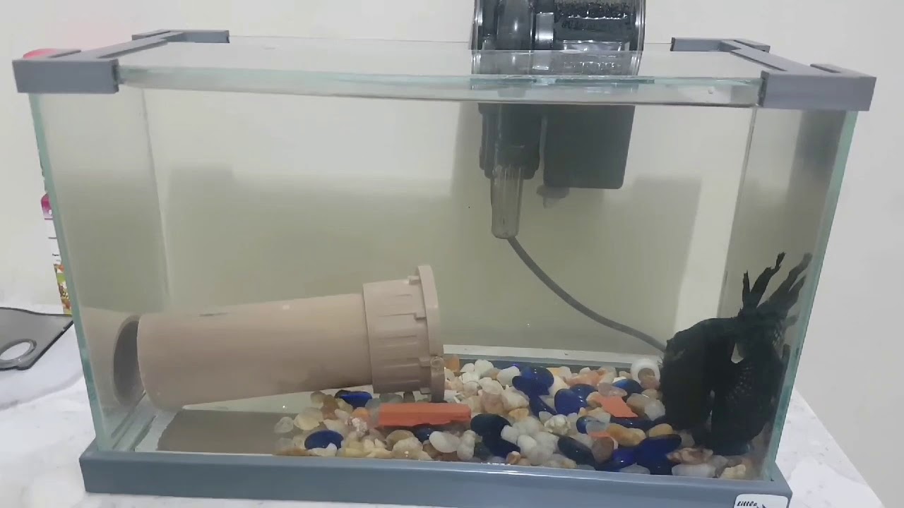 ÁCARA BANDEIRA - NADADEIRAS CORROÍDA #parte1