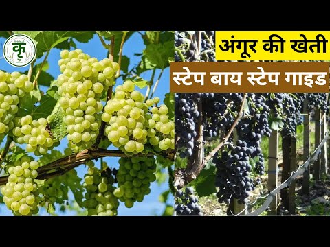 Grapes Farming Guide 🍇 | अंगूर की खेती कैसे करें पूरी जानकारी #grapes #farming #angoor #agri - video from KrishLal
