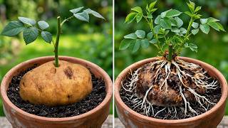 Güllerin Çoğaltılmasını Kolay Ve Şaşırtıcı Derecede Etkili Hale Getiren Patates Hilesi