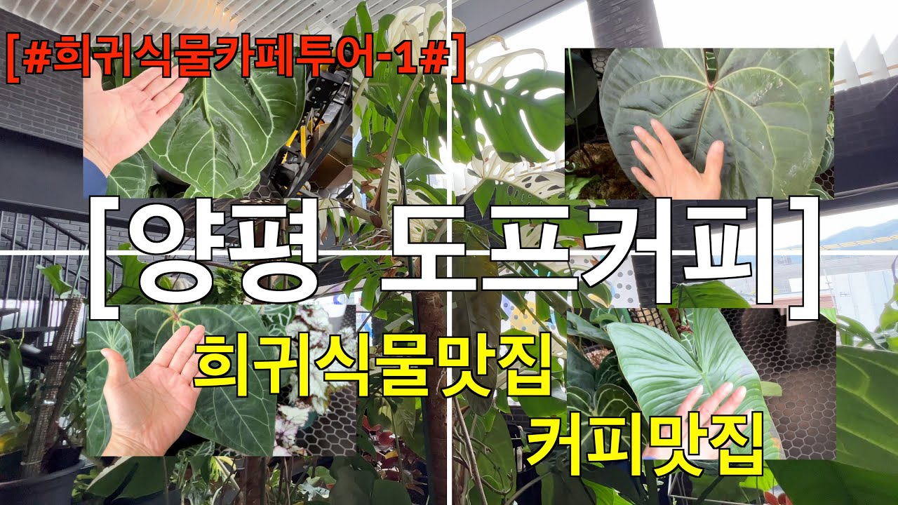 [#희귀식물카페투어-1#]양평 도프커피 - 희귀식물맛집! 커피맛집![#희귀식물카페#]