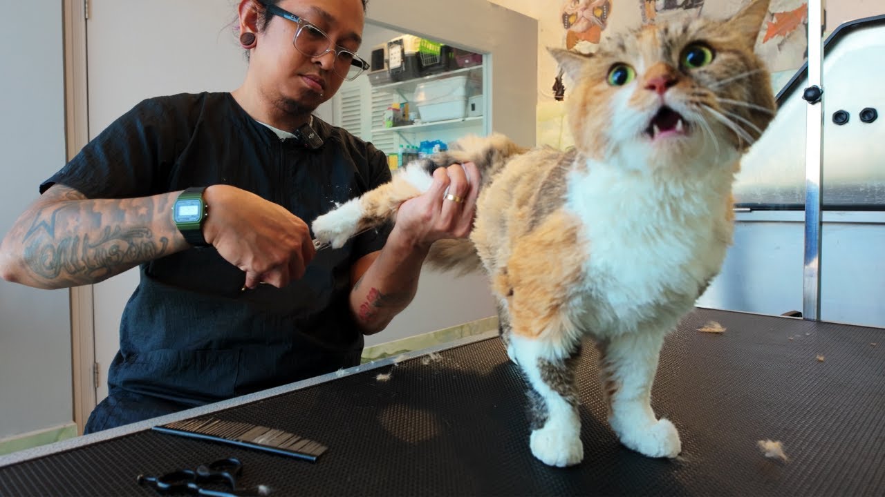 Truffle Calico Domestic Cat