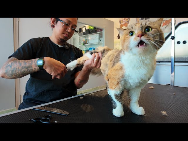 Do You Need to Groom Calico Cats: Essential Tips for Healthy Fur