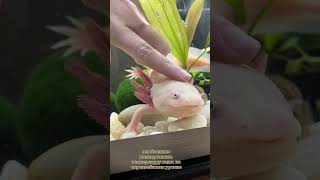 Аксолотль. О перепадах температур #axolotl #аксолотль