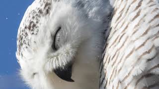 Snowy Owls season 2018-2019 Untitled Project HD 1080p 3