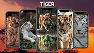Animals Wallpaper screenshot 3