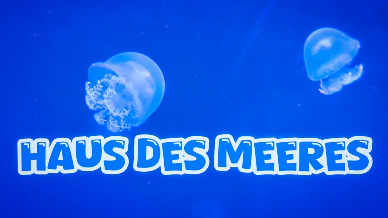 Haus des meeres - part 1