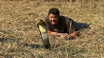 Awesome King Cobra | Deadly 60 | Series 2 | BBC Earth