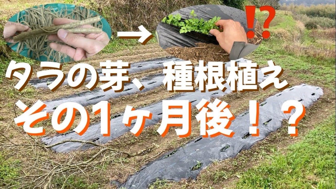 タラの芽、種根を植えてから1ヶ月後は！？ - YouTube
