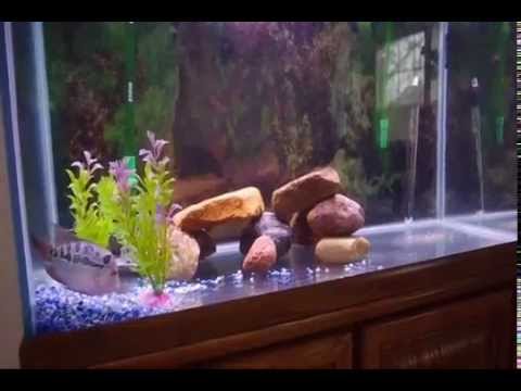 video phone beyonce mp3 Male red dragon flowerhorn