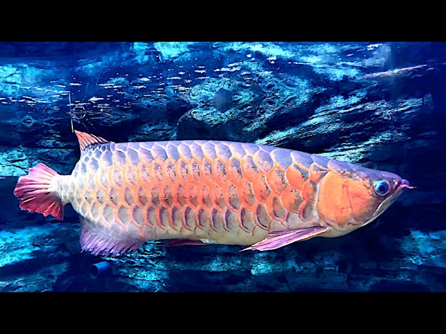 アジアアロワナ Asian arowana Scleropages formosus - YouTube