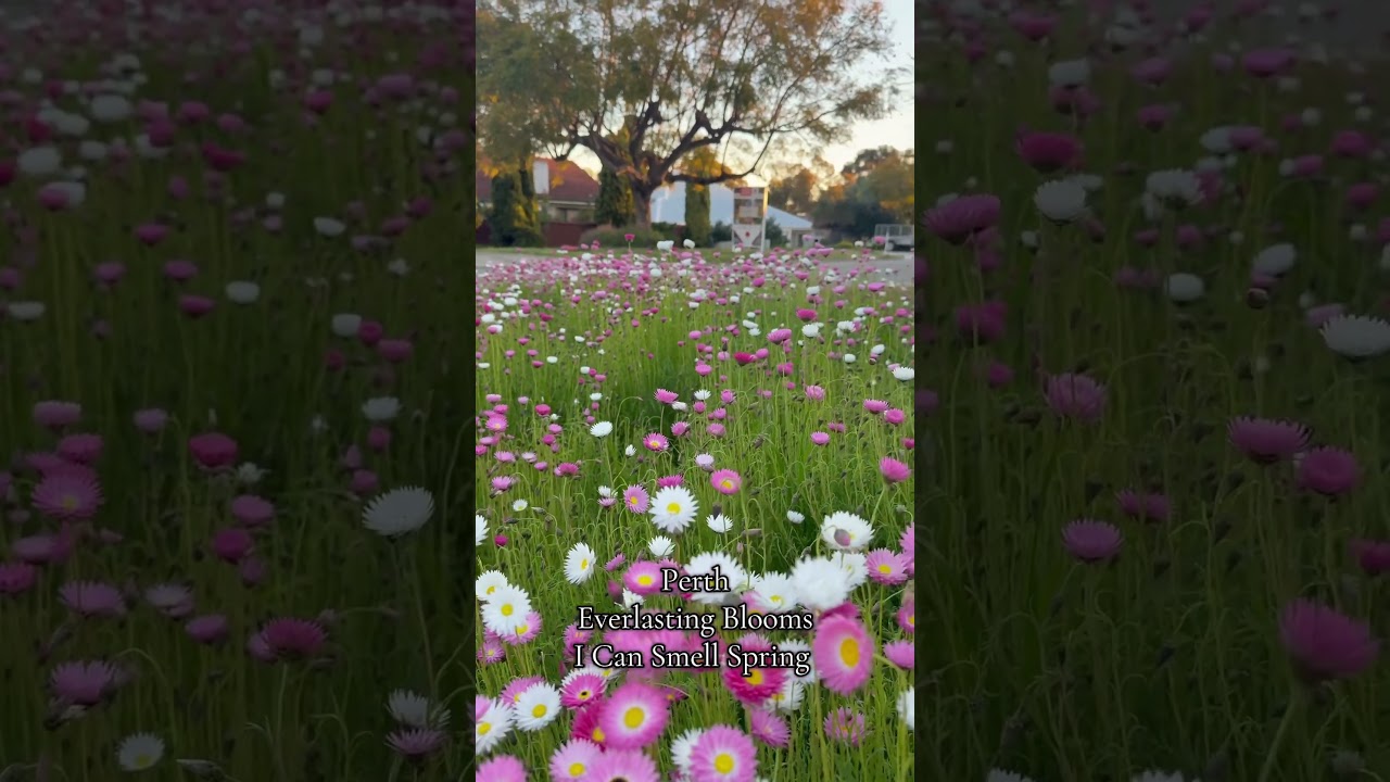 I can smell spring in Perth 