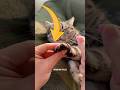 cats seeing big nails #gugugaga