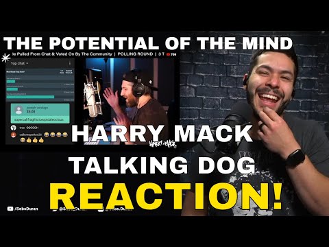 Harry Mack Talking Dog Freestyle (Reation!) | it's actually a story that moves HOW?! - Harry Mack Talking Dog Freestyle (Reation!) | it's actually a story that moves HOW?!