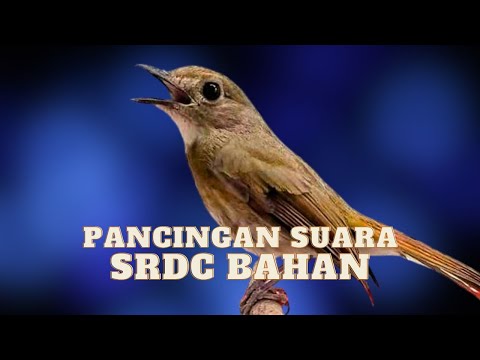 Suara SRDC Bali GACOR sangat jitu untuk memancing bunyi sikatan rimba dada coklat bahan yang bisu