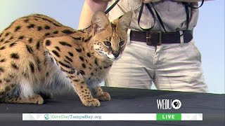 Give Day Tampa Bay 2015 Live Coverage from WEDU PBS, 3:00 Hour