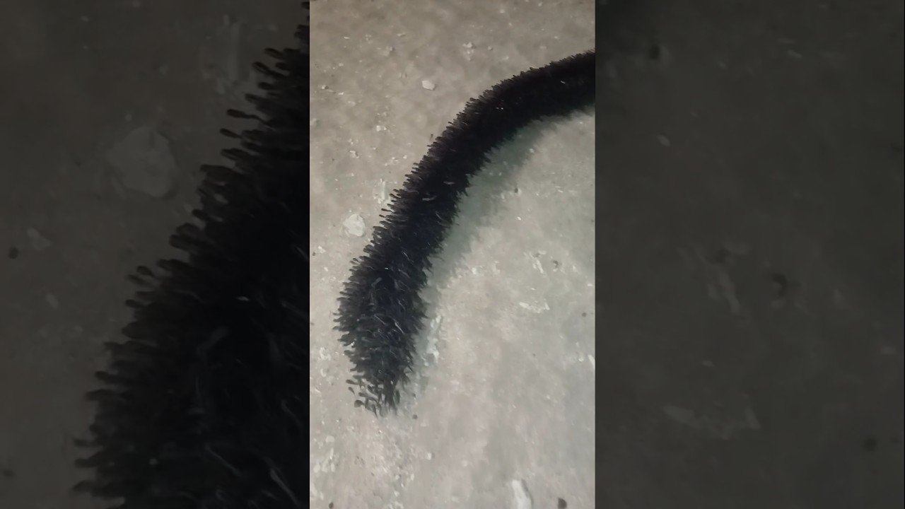 A school of fish swims in a very unusual and beautiful way, Nha Trang beach at night, Vietnam travel