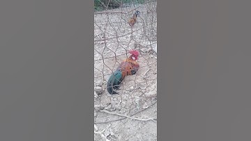 51//.#gàrừng tắm cát và Cách trị mạt cho gà