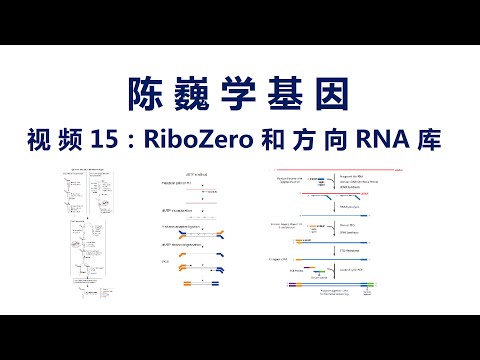 【陈巍学基因】视频15：RiboZero和方向性RNA文库