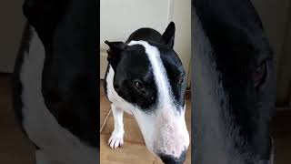 Dini The Bullterrier Does A Cute Yawn