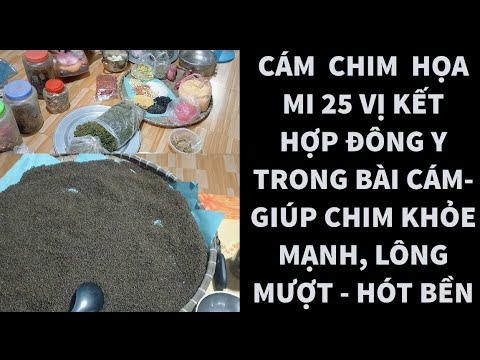 Video CÁM CHIM HỌA MI 25 THÀNH PHẦN ĐÔNG Y KẾT HỢP - CÁM... - youtube