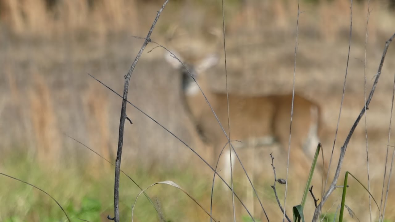 2021 Deer Season ground blind highlights, hunting over a decoy for the first time.