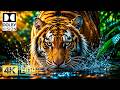 Impossible Clarity HDR Colors | OLED HDR TEST | Dolby Vision 120fps (8K/4K Ultra HD)