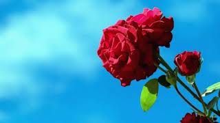 Güle Meftun - Serencam