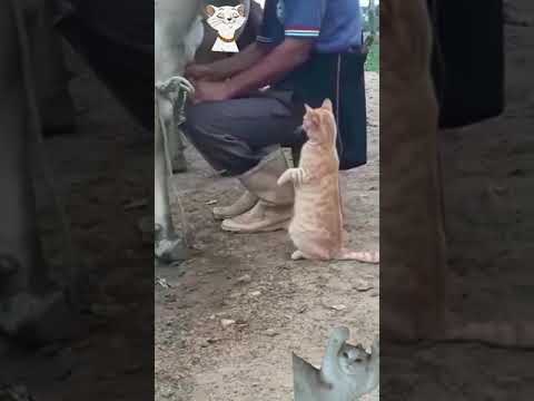 Cat🐈🐈 Drinking Milk From Cow🐄🐄.. - YouTube