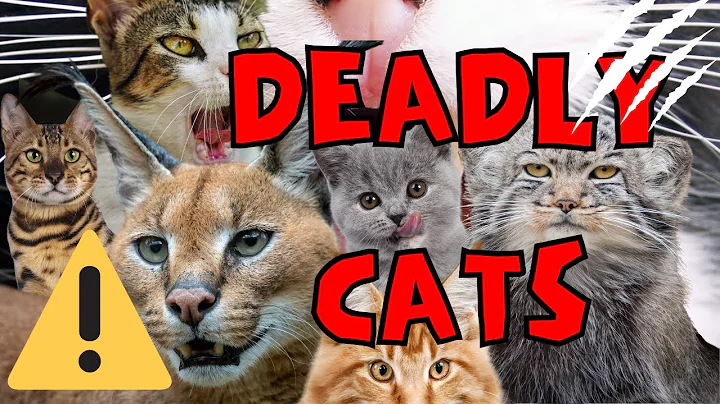 Video 5779611: wild savannah, pet cat breed