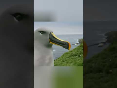 куда подевалась его дитя? #животные #beyondfacts #animalfacts #beyond #природа #animalknowledge